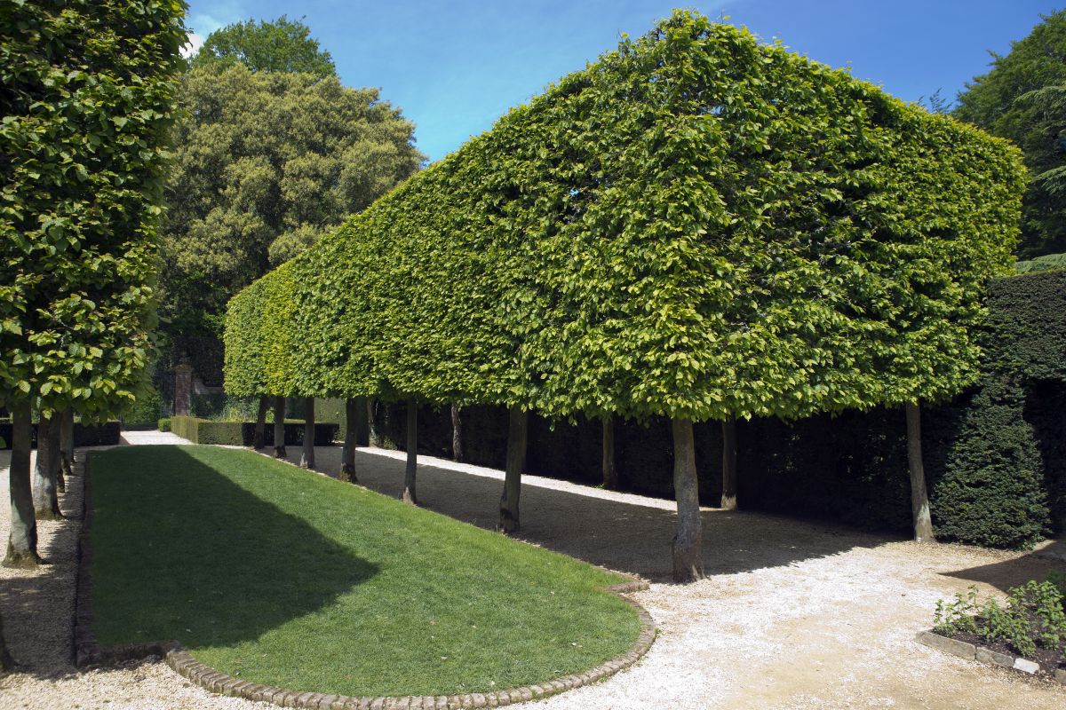 Leibomen, groene tuinomheining.