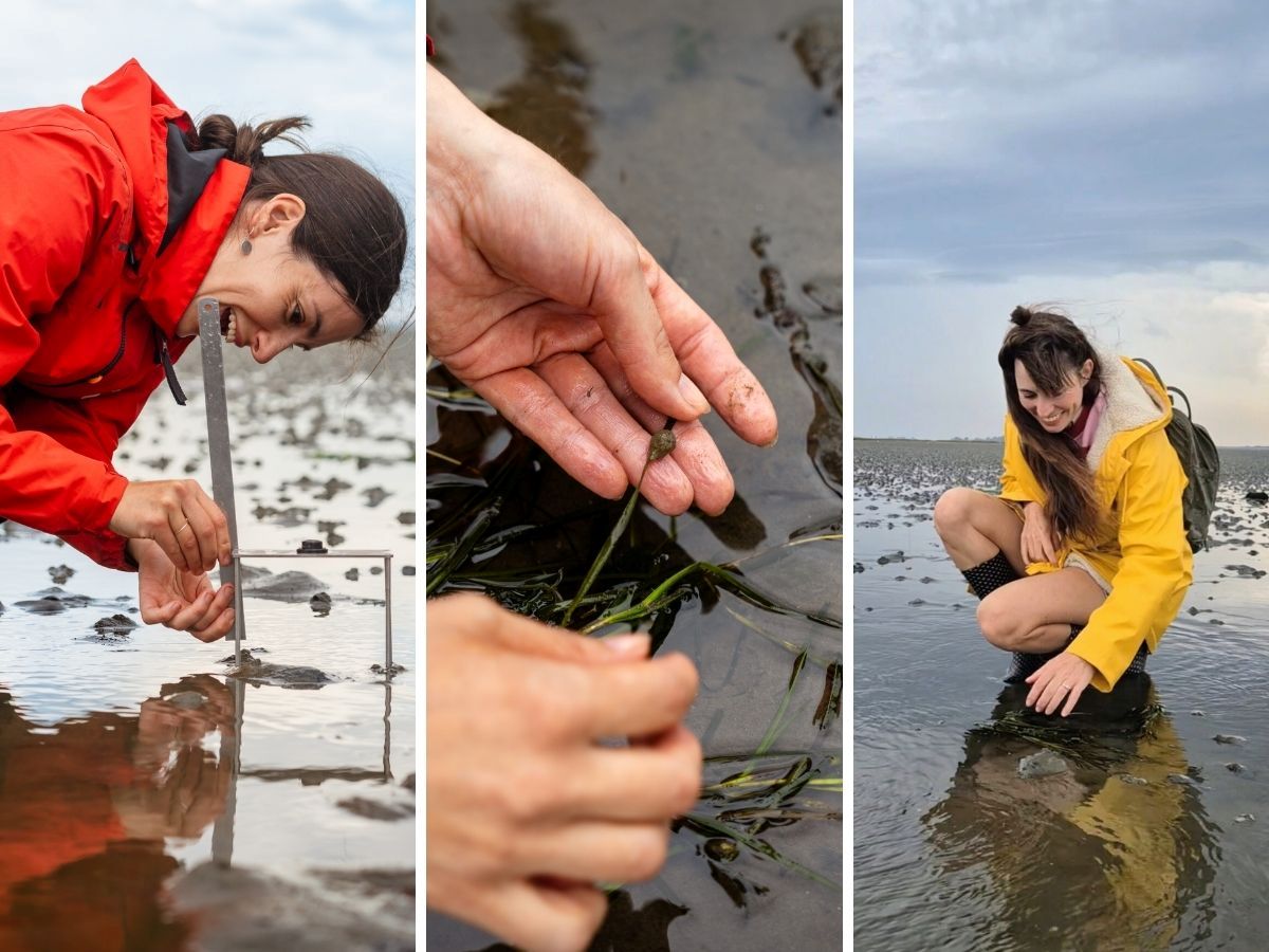Zeegras herstellen met Sea Rangers.